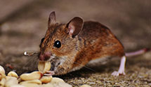 24 Hour & Emergency Exterminators in Oak Ridge, TN